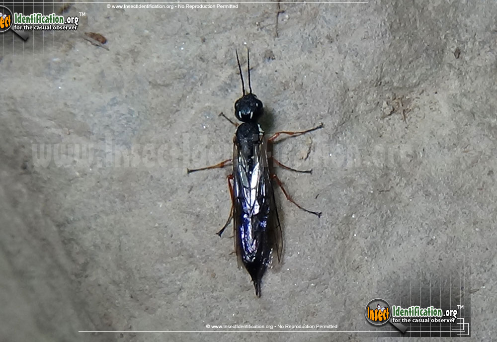 Full-sized image #8 of the Ichneumon-Wasp-various