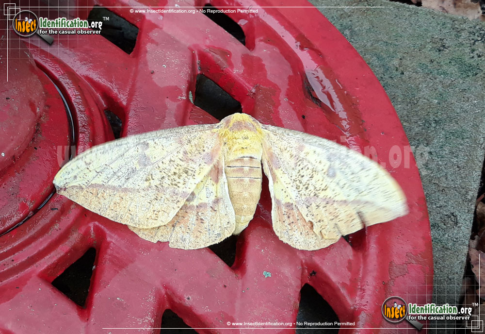 Full-sized image #13 of the Imperial-Moth
