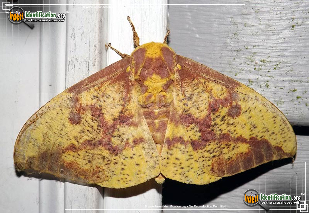Full-sized image #3 of the Imperial-Moth