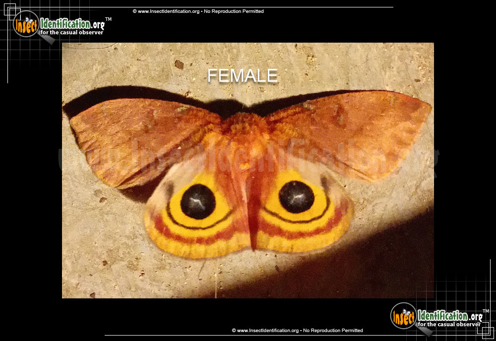 Full-sized image #13 of the Io-Moth