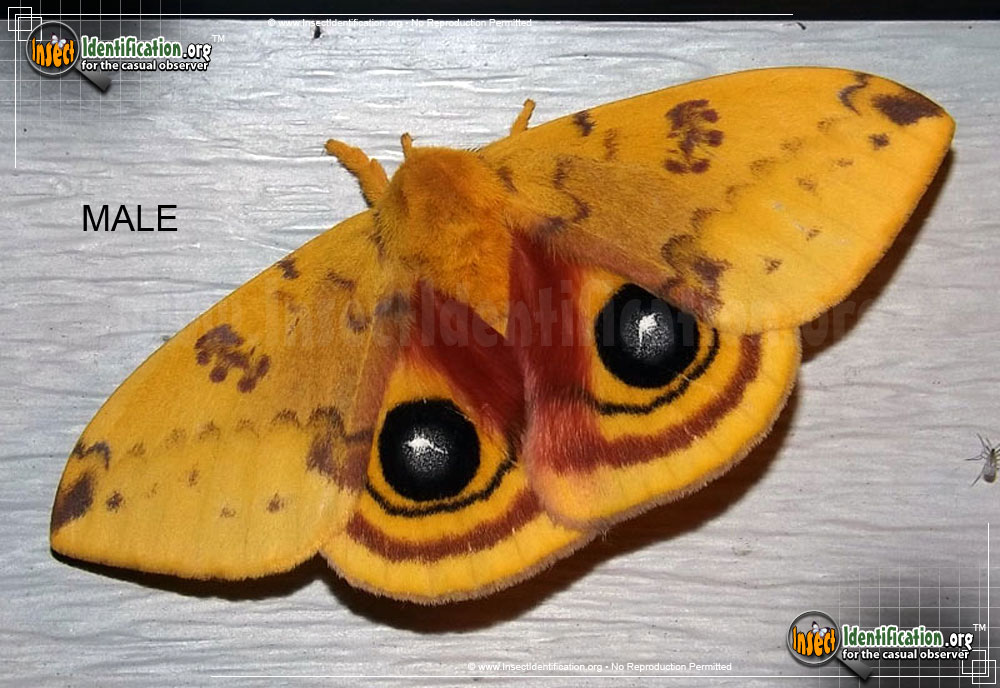 Full-sized image #6 of the Io-Moth