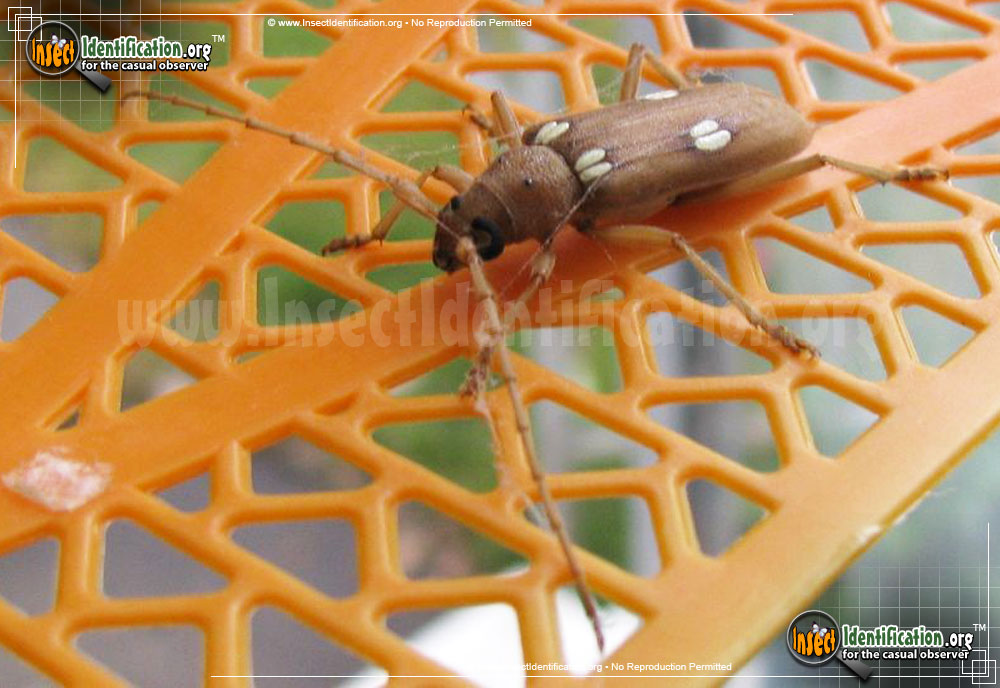 Full-sized image #4 of the Ivory-Marked-Beetle