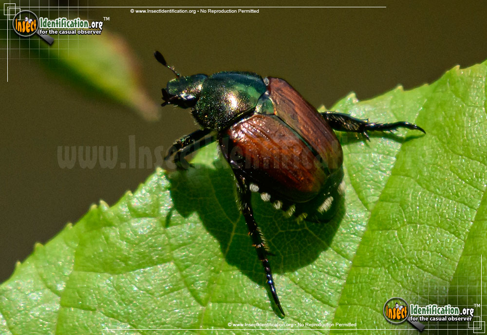 Full-sized image of the Japanese-Beetle