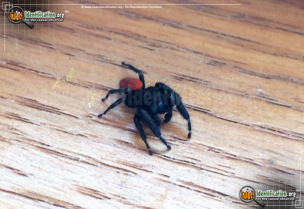 Full-sized image #3 of the Johnson-Jumping-Spider