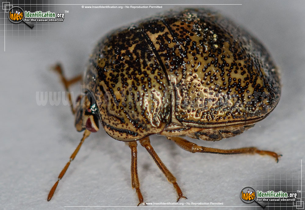 Full-sized image of the Kudzu-Bug