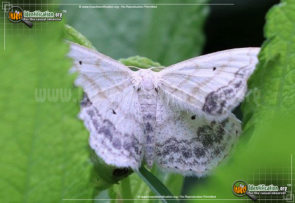 Full-sized image #2 of the Large-Lace-Border-Moth