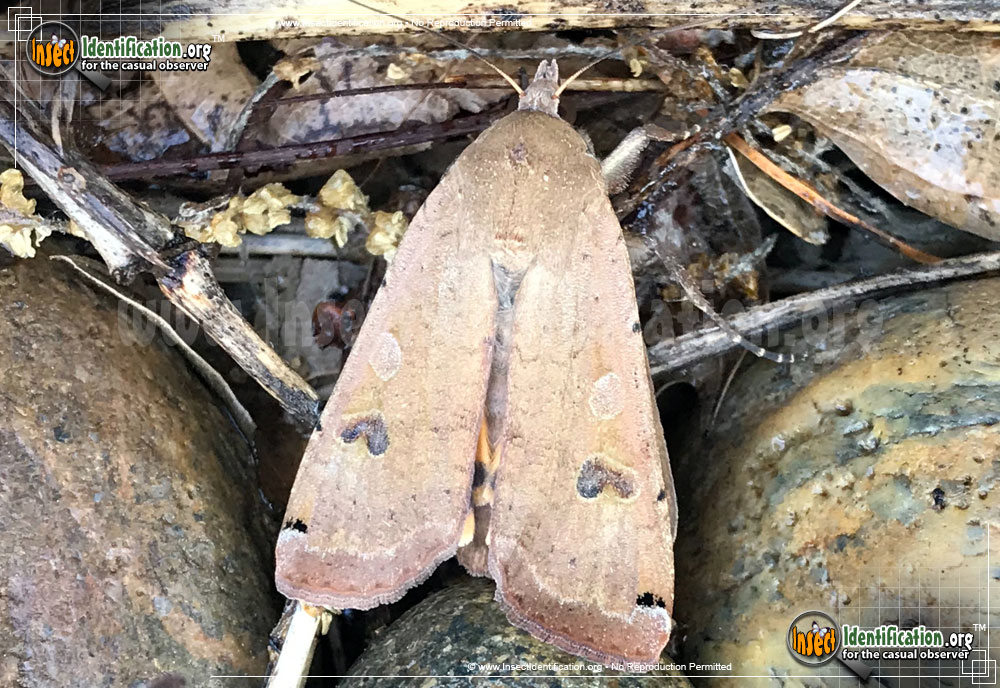 Full-sized image #5 of the Large-Yellow-Underwing-Moth