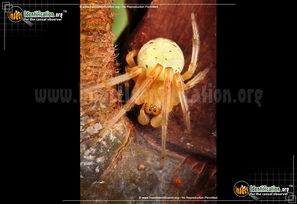 Full-sized image #4 of the Lattice-Orb-Weaver-Spider