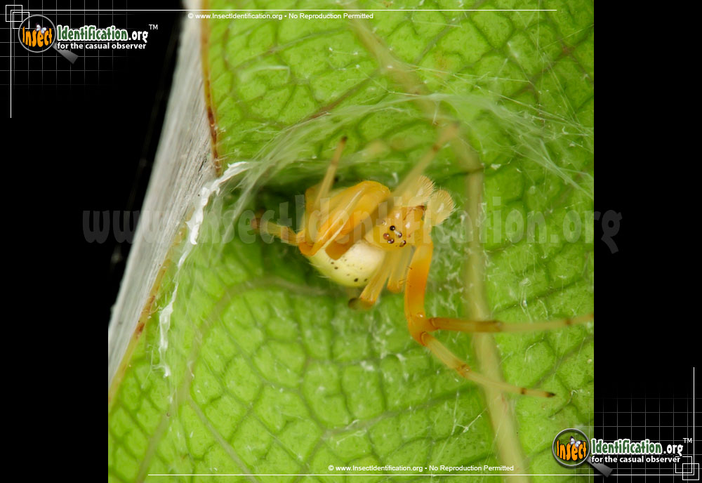 Full-sized image #6 of the Lattice-Orb-Weaver-Spider