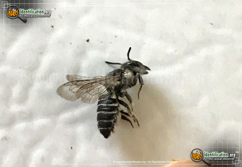 Full-sized image #3 of the Leaf-Cutter-Bee-Megachile