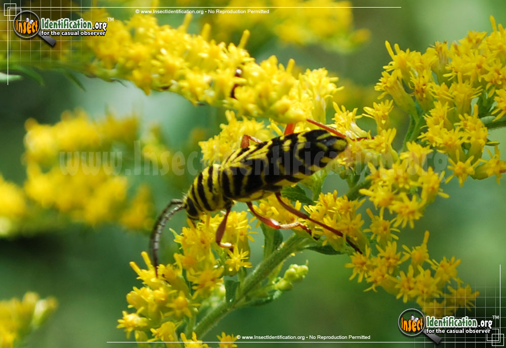 Full-sized image #3 of the Locust-Borer-Beetle