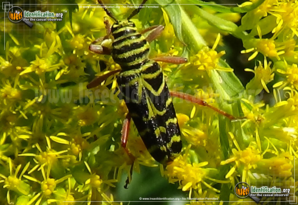 Full-sized image #8 of the Locust-Borer-Beetle
