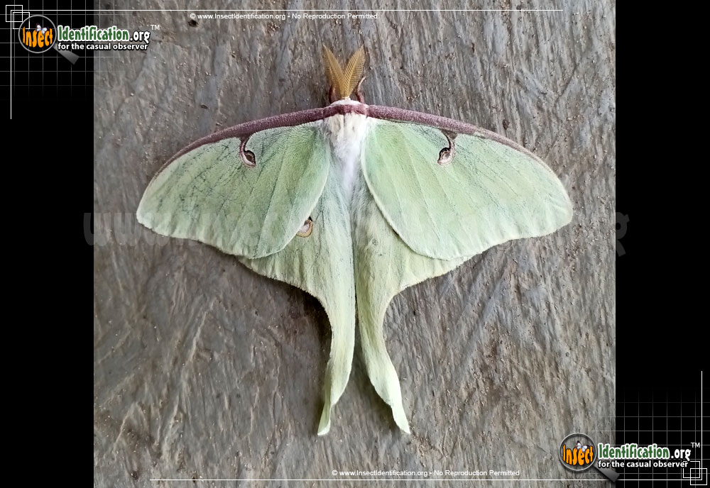 Full-sized image of the Luna-Moth