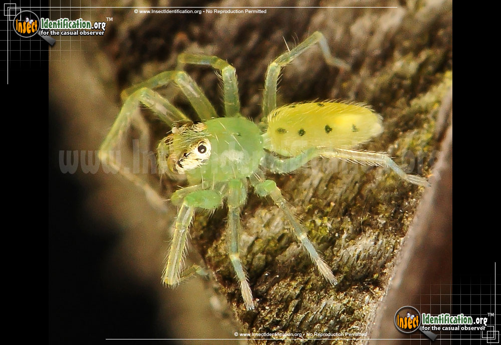 Full-sized image #4 of the Magnolia-Green-Jumping-Spider