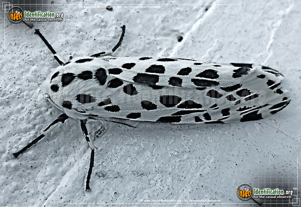 Full-sized image of the Many-Spotted-Tiger-Moth