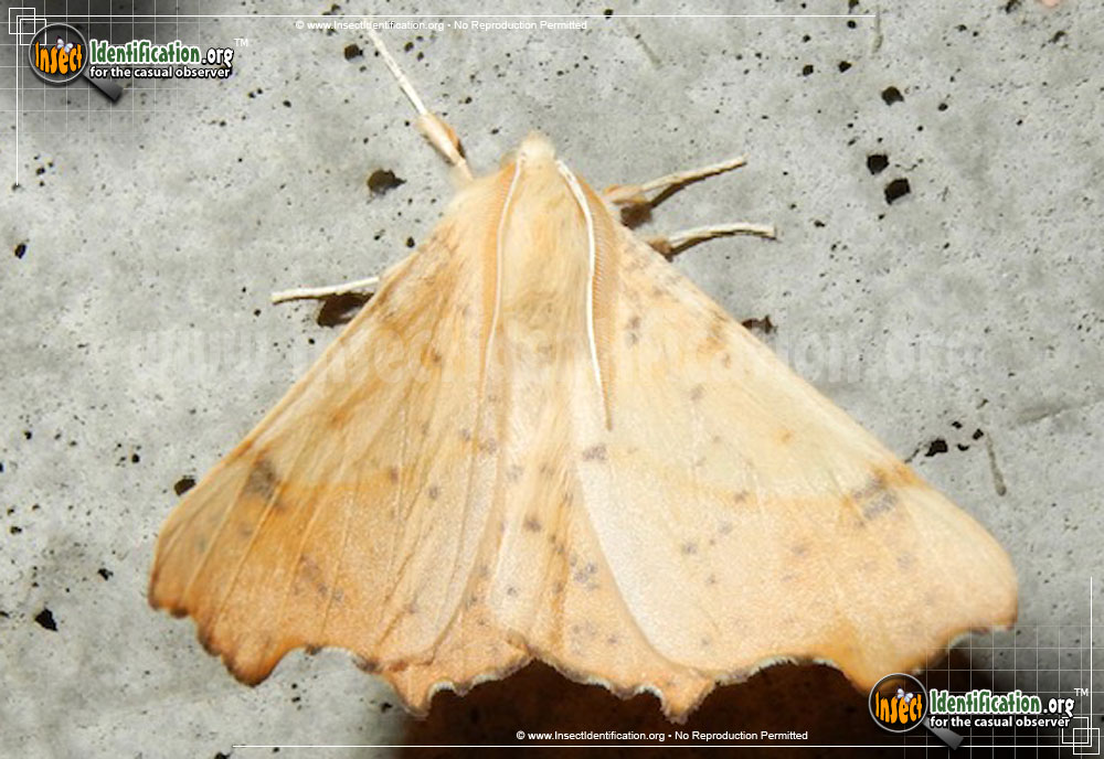 Full-sized image of the Maple-Spanworm-Moth