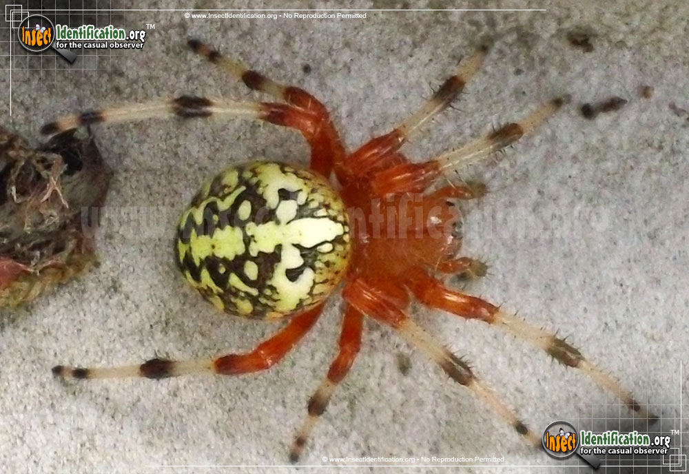 Full-sized image #7 of the Marbled-Orb-Weaver
