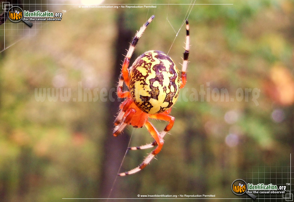 Full-sized image #2 of the Marbled-Orb-Weaver