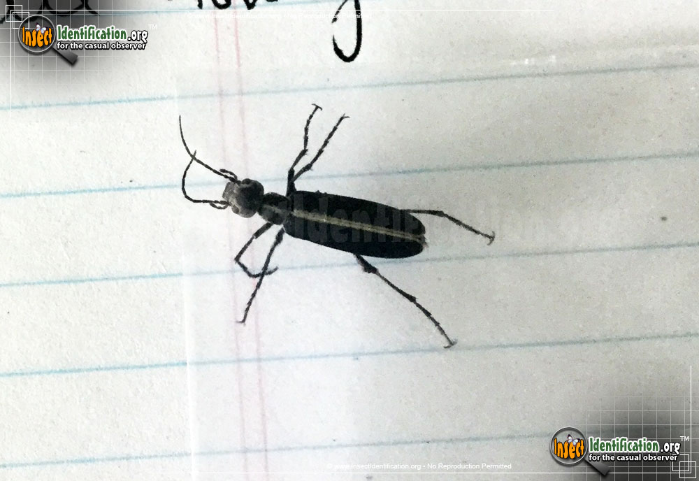 Full-sized image #3 of the Margined-Blister-Beetle