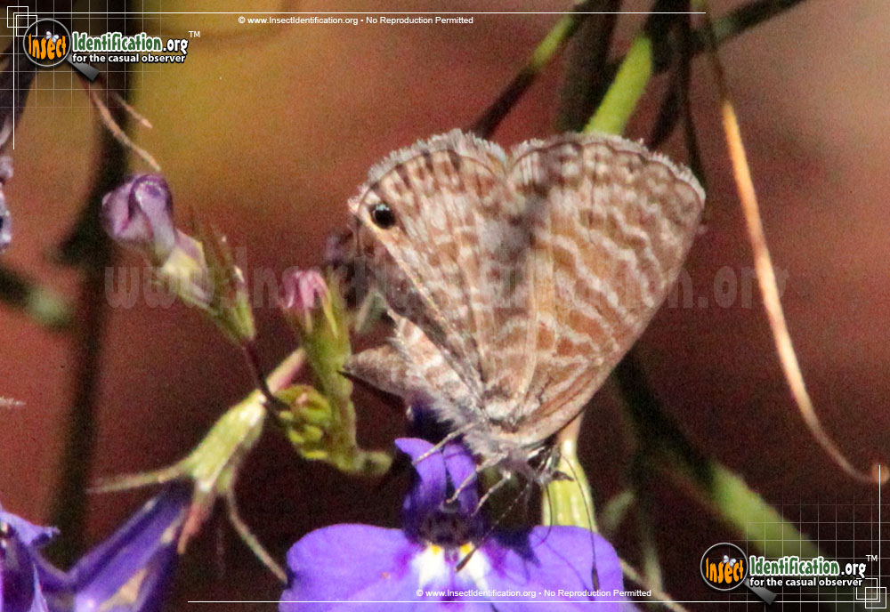 Full-sized image #7 of the Marine-Blue-Butterfly