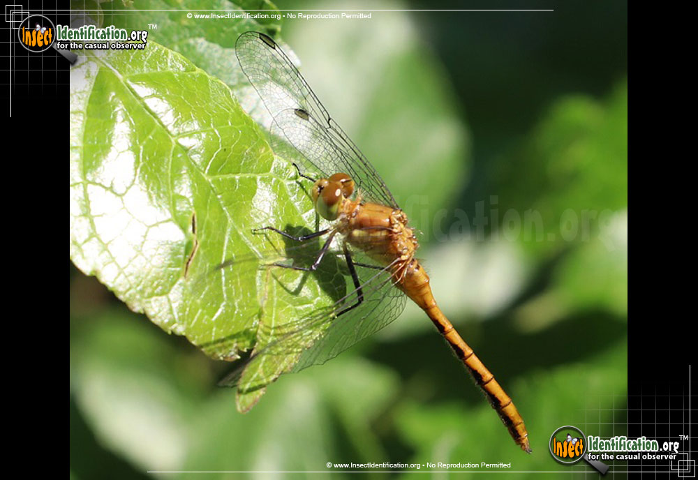 Full-sized image of the Meadowhawk-Sympetrum