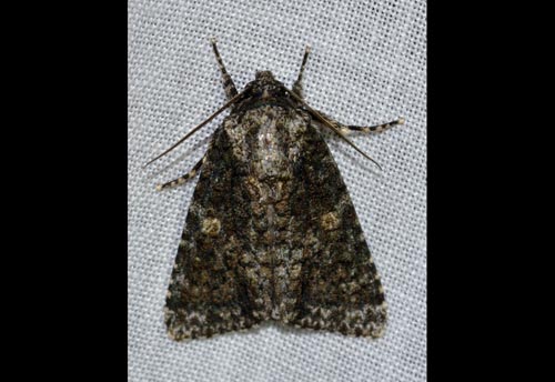 Thumbnail image of the Afflicted-Dagger-Moth