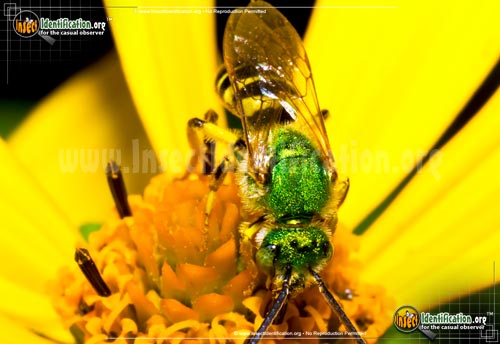 Thumbnail image #2 of the Agapostemon-Sweat-Bee