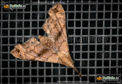 Thumbnail image #3 of the Ambiguous-Moth