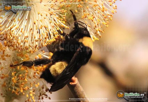 Thumbnail image of the American-Bumble-Bee