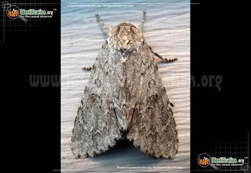 Thumbnail image of the American-Dagger-Moth