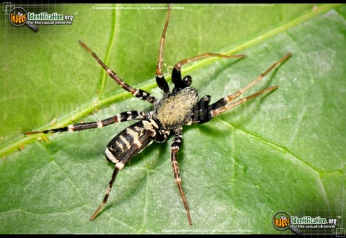 Thumbnail image of the Ant-Mimic-Spider