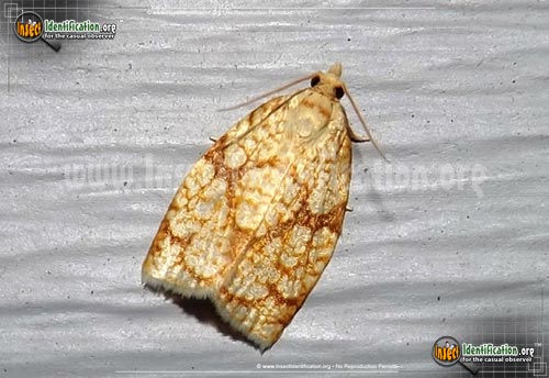 Thumbnail image of the Archips-Leafroller-Moth