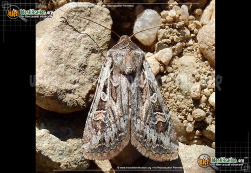 Thumbnail image of the Army-Cutworm-Moth