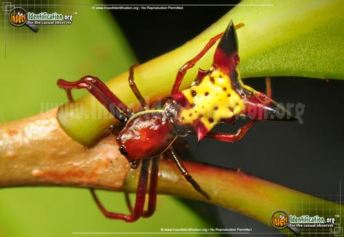 Thumbnail image of the Arrow-shaped-Micrathena-Spider