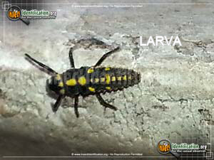 Thumbnail image #3 of the Ashy-Gray-Lady-Beetle