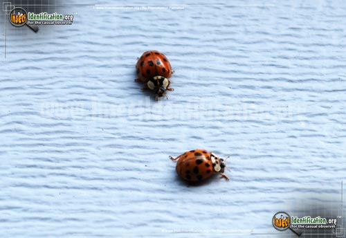 Thumbnail image #8 of the Asian-Multicolored-Lady-Beetle