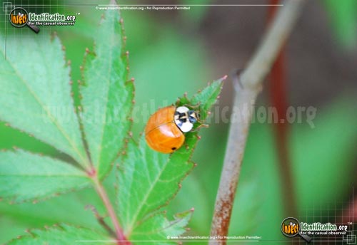 Thumbnail image #10 of the Asian-Multicolored-Lady-Beetle
