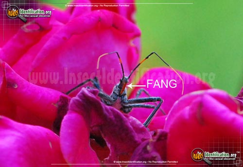 Thumbnail image #4 of the Assassin-Bug