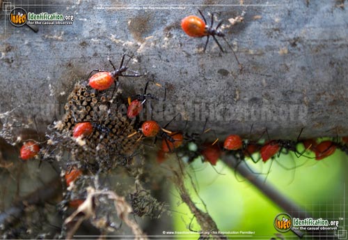 Thumbnail image #8 of the Assassin-Bug