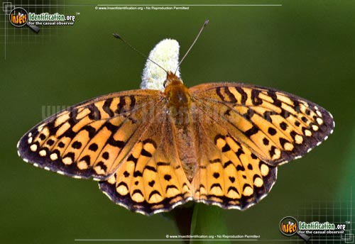 Thumbnail image of the Atlantis-Fritillary-Butterfly