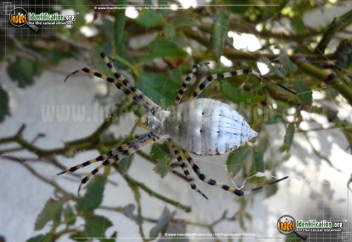 Thumbnail image #9 of the Banded-Garden-Spider
