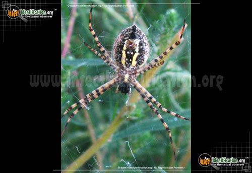 Thumbnail image #8 of the Banded-Garden-Spider