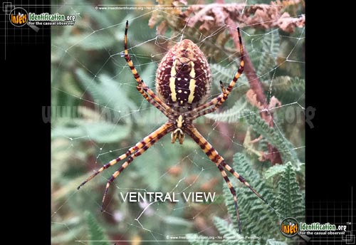 Thumbnail image #6 of the Banded-Garden-Spider
