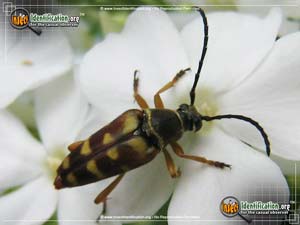 Thumbnail image of the Banded-Longhorn-Beetle