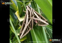 Thumbnail image of the Banded-Sphinx-Moth
