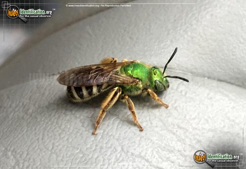 Thumbnail image of the Bicolored-Agapostemon-Sweat-Bee