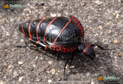 Thumbnail image of the Black-and-Red-Blister-Beetle