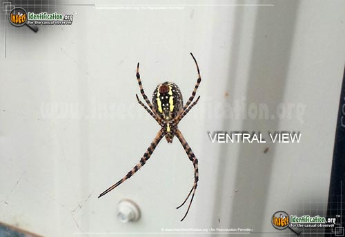Thumbnail image #8 of the Black-and-Yellow-Garden-Spider