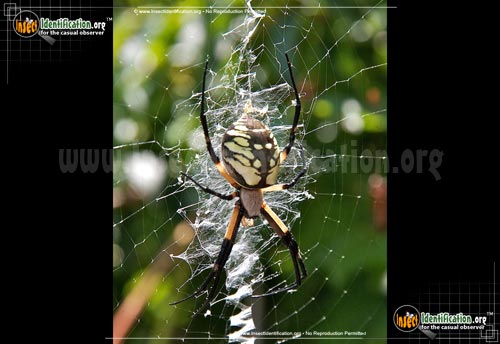 Thumbnail image #9 of the Black-and-Yellow-Garden-Spider