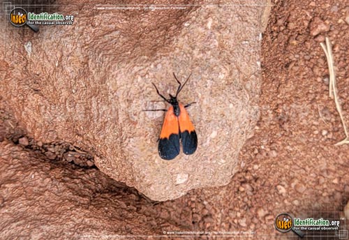 Thumbnail image of the Black-and-Yellow-Lichen-Moth